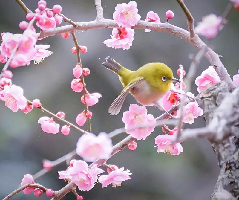 White-eye