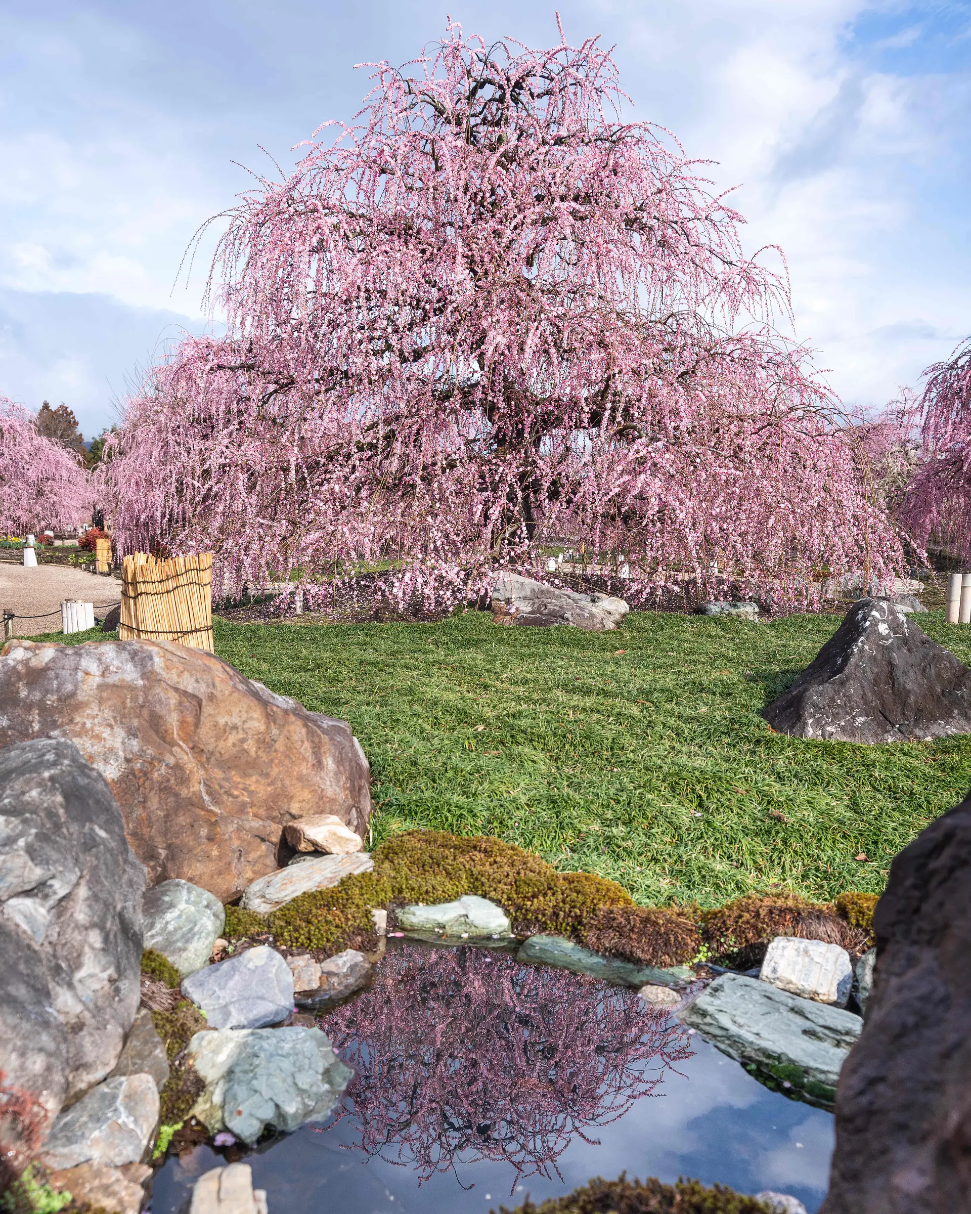 鈴鹿の森庭園　しだれ梅