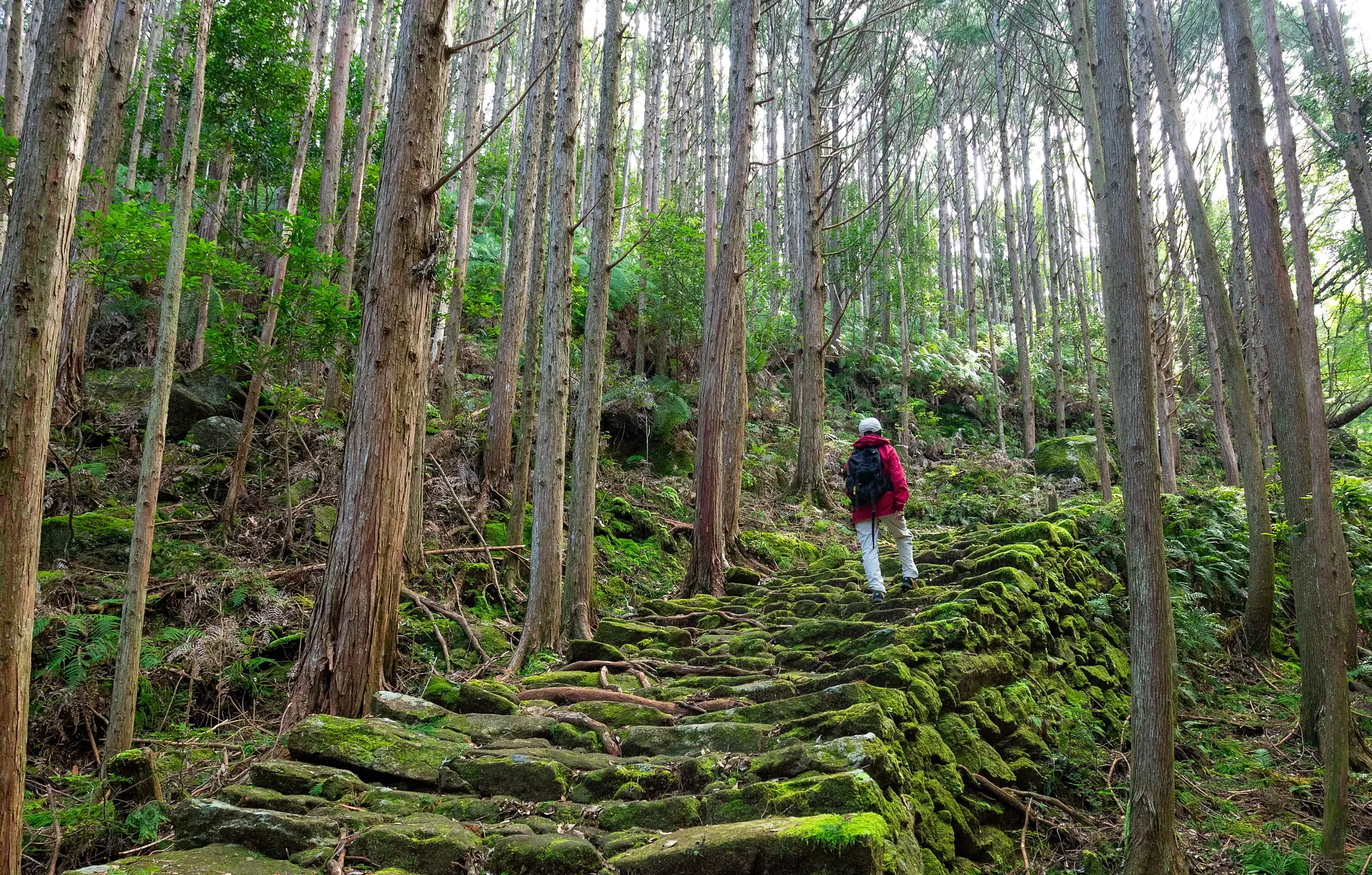 熊野古道（松本峠）