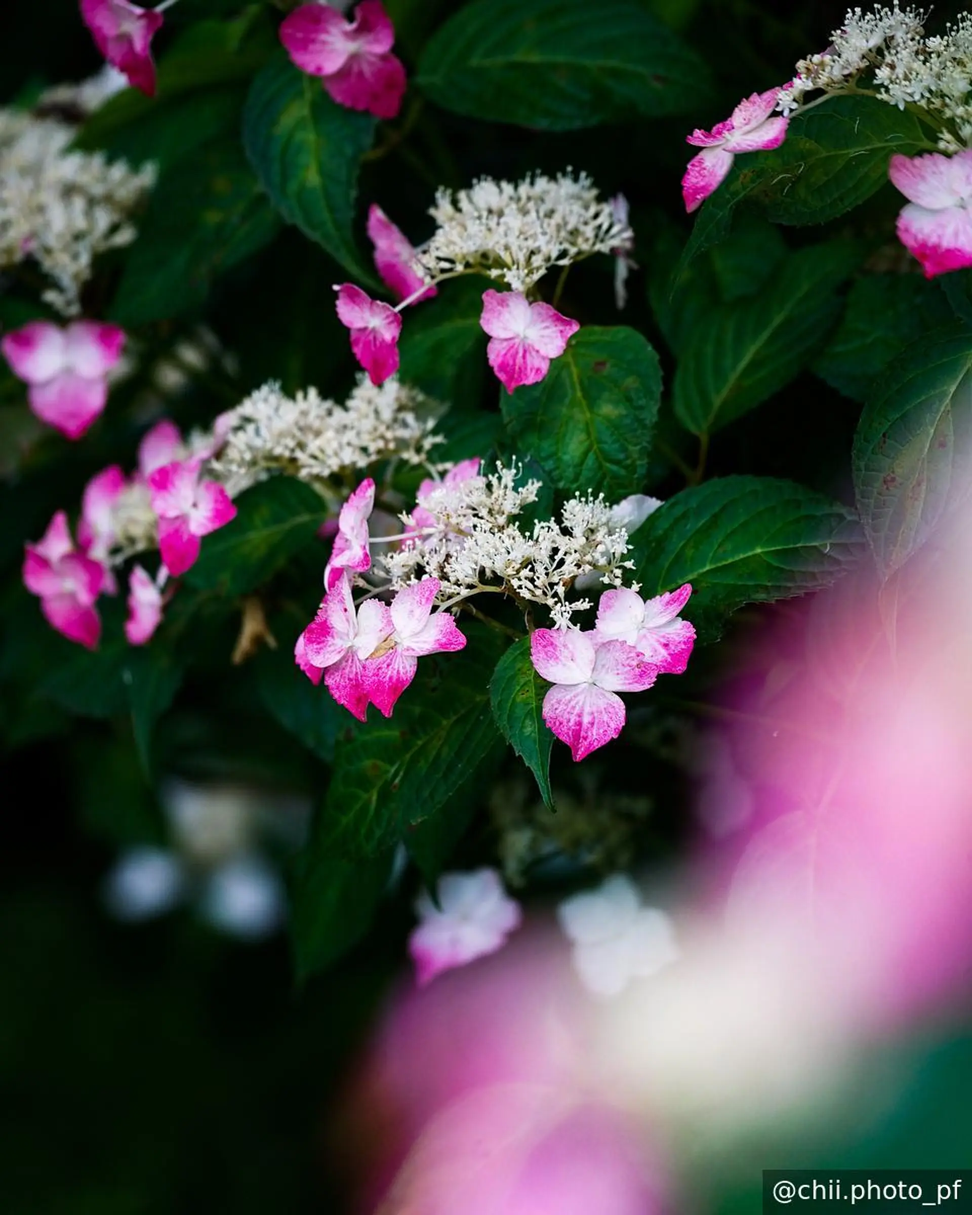 美しい紫陽花