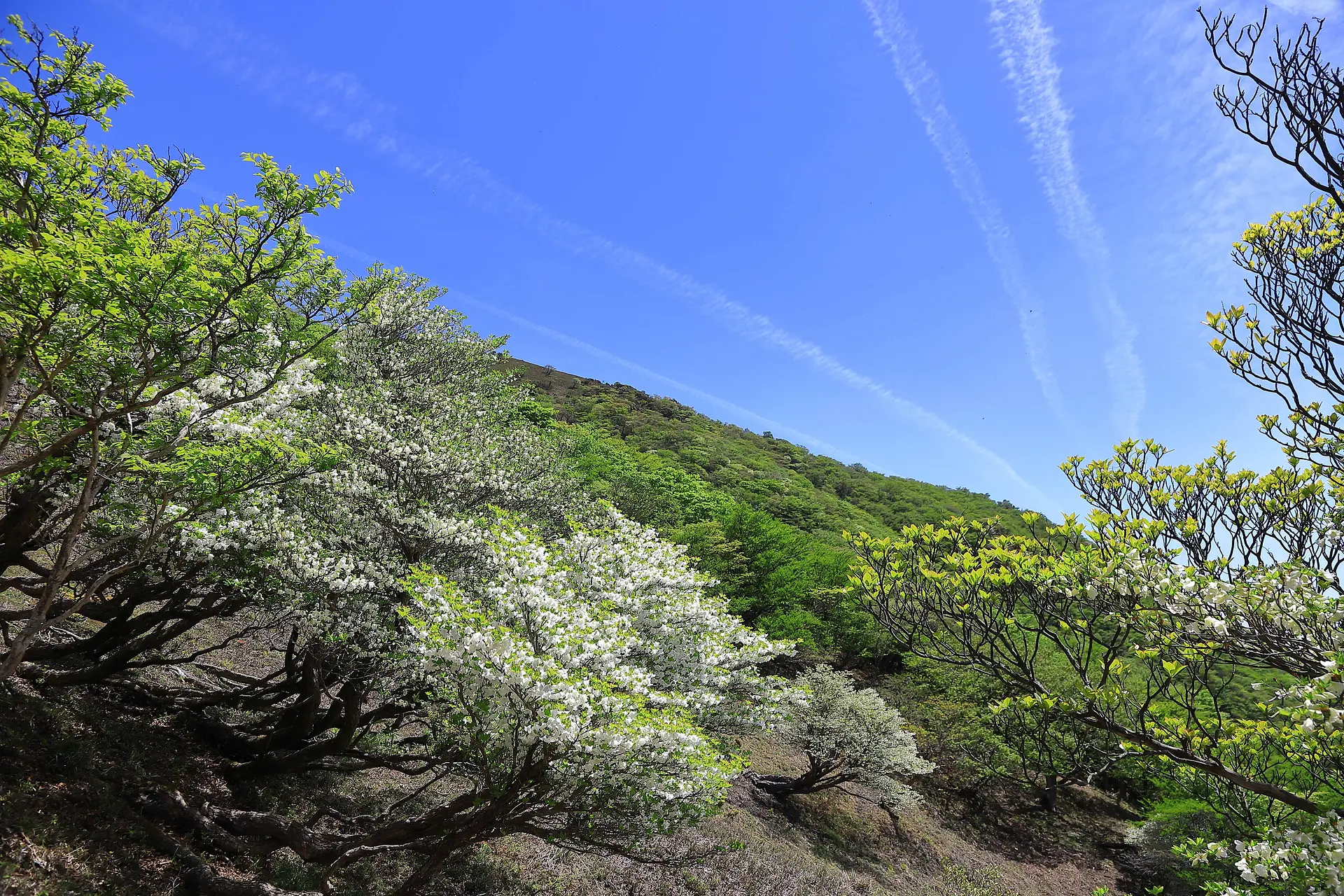 5月　シロヤシオ満開
