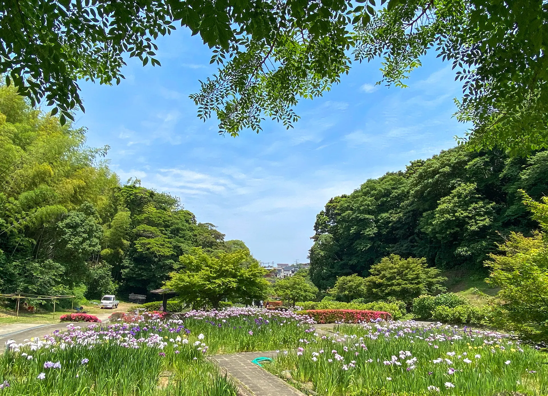 亀山菖蒲園