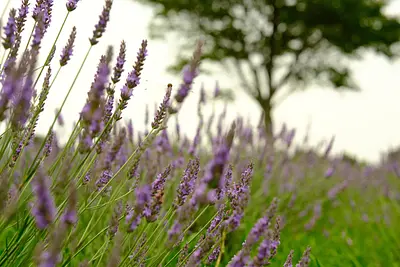 メナード青山リゾートのラベンダー（1）