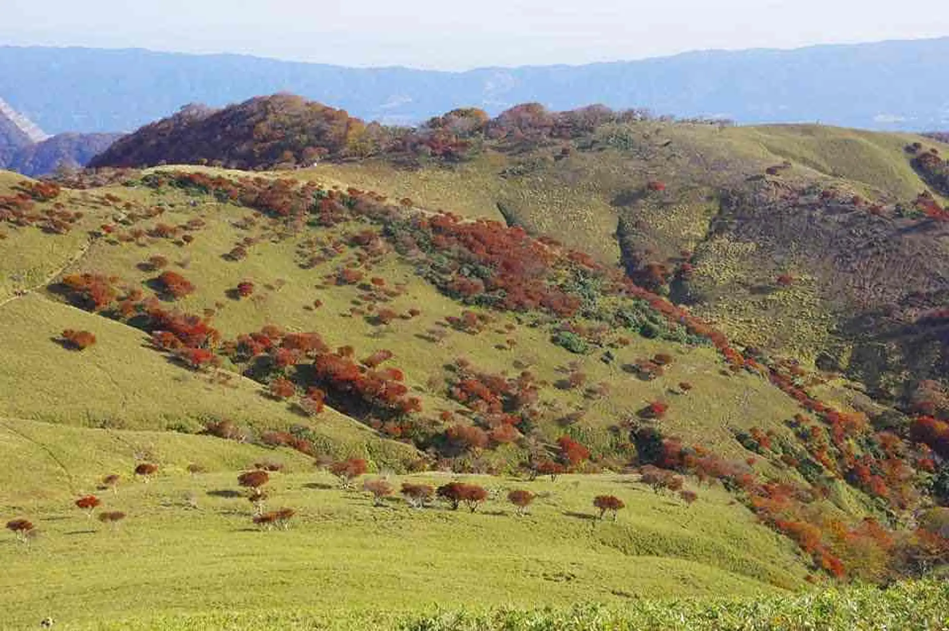 秋紅葉のシロヤシオ「赤い羊」