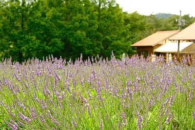 メナード青山リゾートのラベンダー（2）