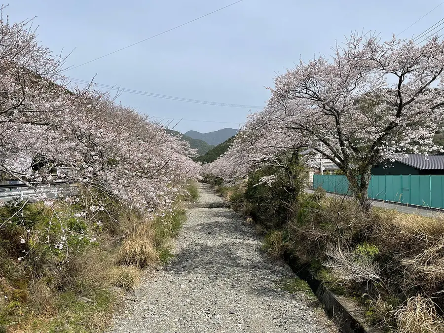 Cerezos en flor en ciudad de Minamiise (río Kawachi)