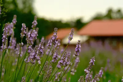 メナード青山リゾートのラベンダー（3）