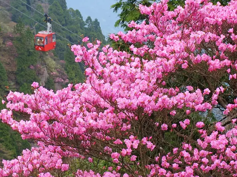 禦在禦在所山（Mt.Gozaisho）的杜鵑花