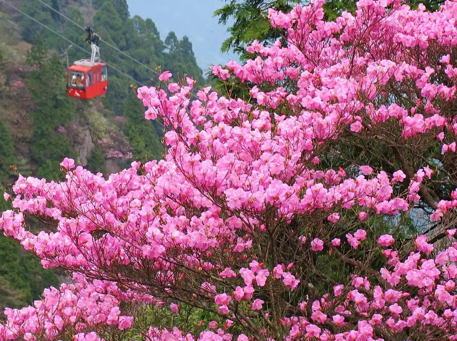 御在所岳のつつじ 