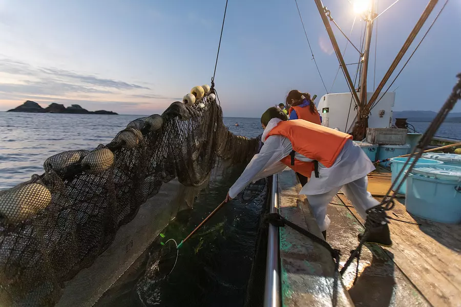 Experiencia de pesca con red fija [ciudad de Kumano Prefectura de Mie]