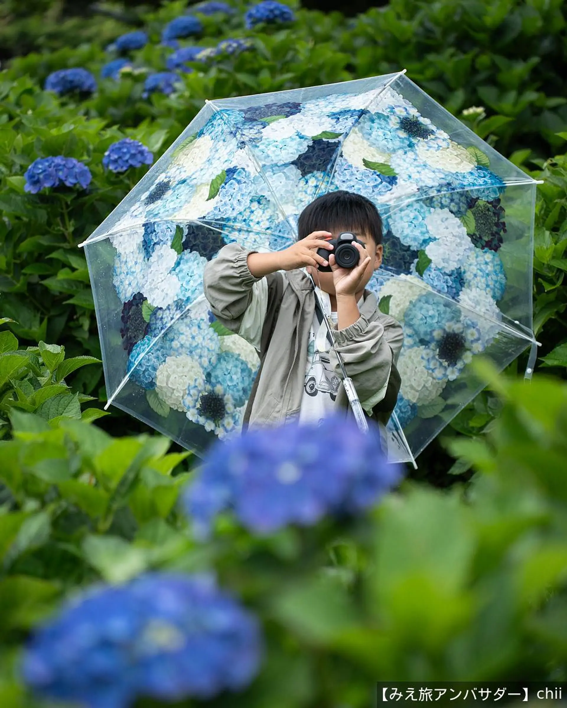 フェリシモの紫陽花傘