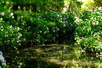 津お城公園のあじさい（1）