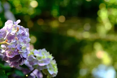 津お城公園のあじさい（2）