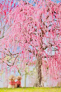 ワンちゃんも梅の下で撮影出来ます。by Mayumi 20234ポスター写真