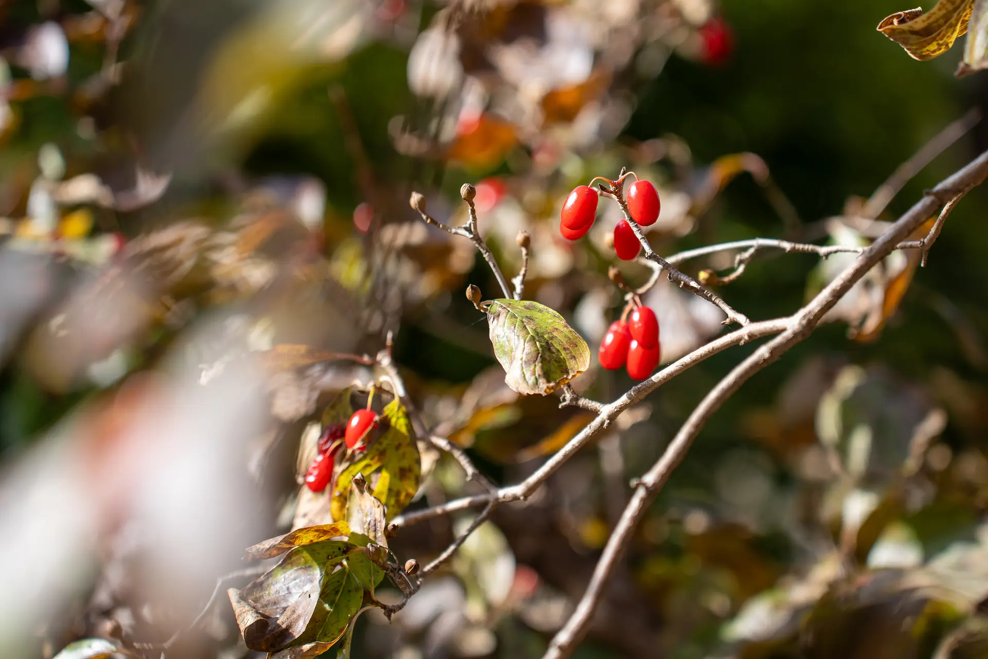 みはらし台 サンシュユの実