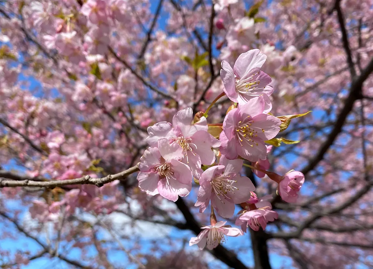 Los cerezos en flor Kawazu en Kameyama Sunshine Park