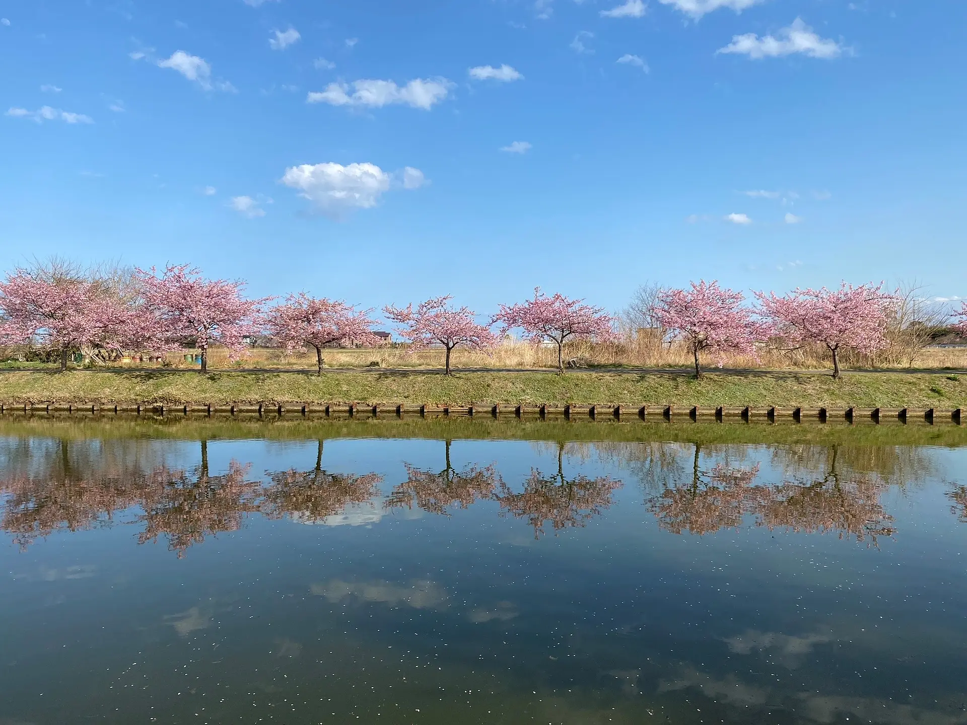 笠松河津桜ロード