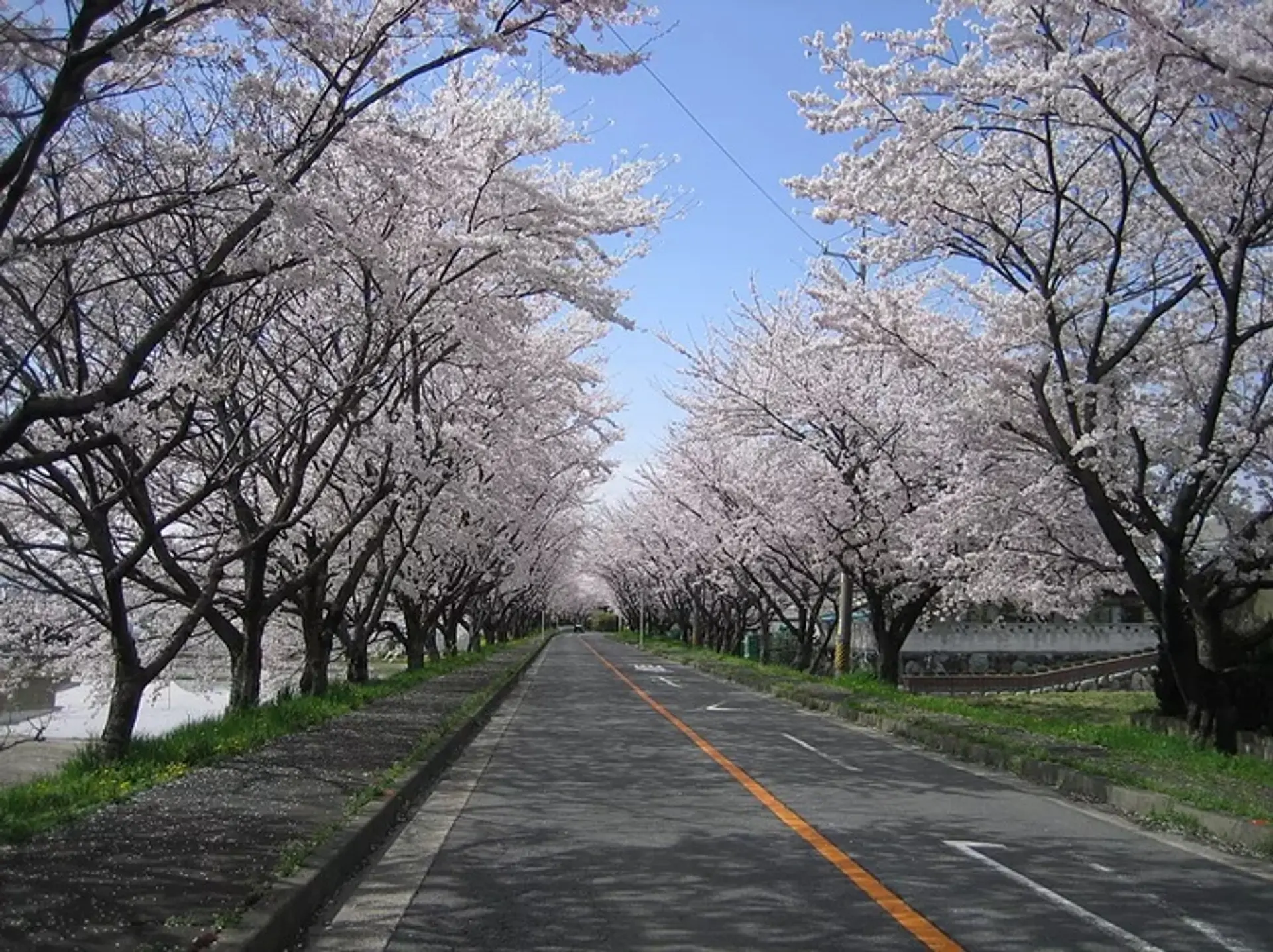 鍋田川堤桜並木 木曽岬町さくらまつり