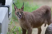 今年7月に来園したばかりのカラカル