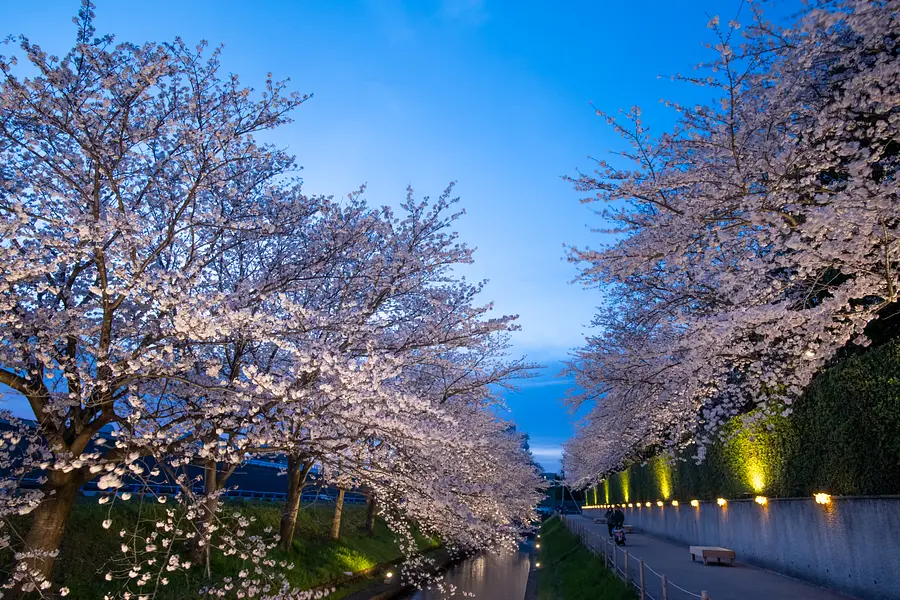 En passant à travers les cerisiers en fleurs, Nabana no Sato est un nouveau lieu d&#39;observation des cerisiers en fleurs (Somei Yoshino)