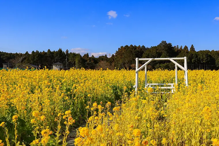 アスピア玉城 アグリの菜の花畑