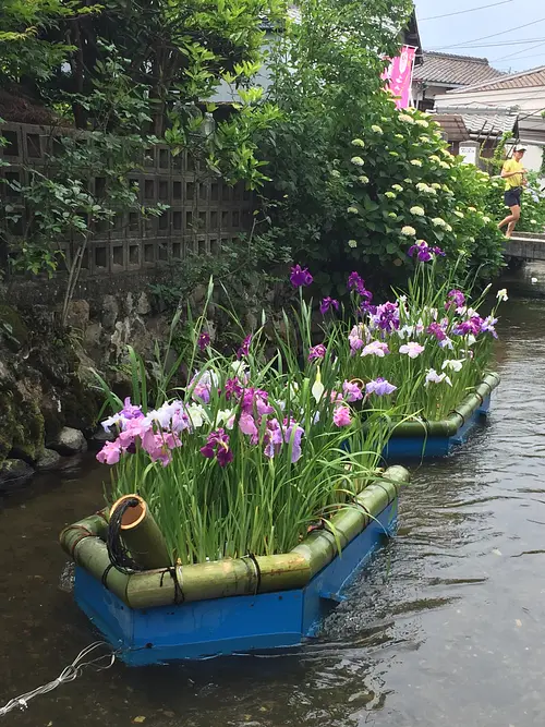城下川　花筏