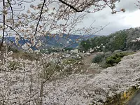 Cerezos en flor y parque de la presa Kimigano