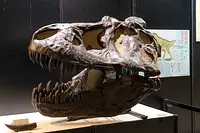 ティラノサウルスの頭骨標本