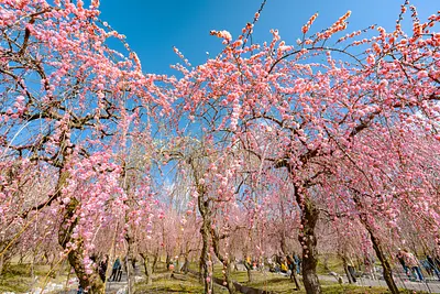 いなべ市農業公園（29）