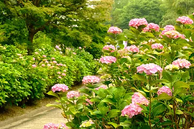 亀山菖蒲園のあじさい（2）