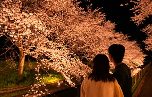 จุดชมดอกซากุระแห่งใหม่ในนาบา นาบานาโนะซาโตะ（Nabananosato）ต้นซากุระ (โซเมอิ โยชิโนะ)