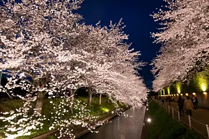 En passant à travers les cerisiers en fleurs, Nabana no Sato est un nouveau lieu d&#39;observation des cerisiers en fleurs (Somei Yoshino)