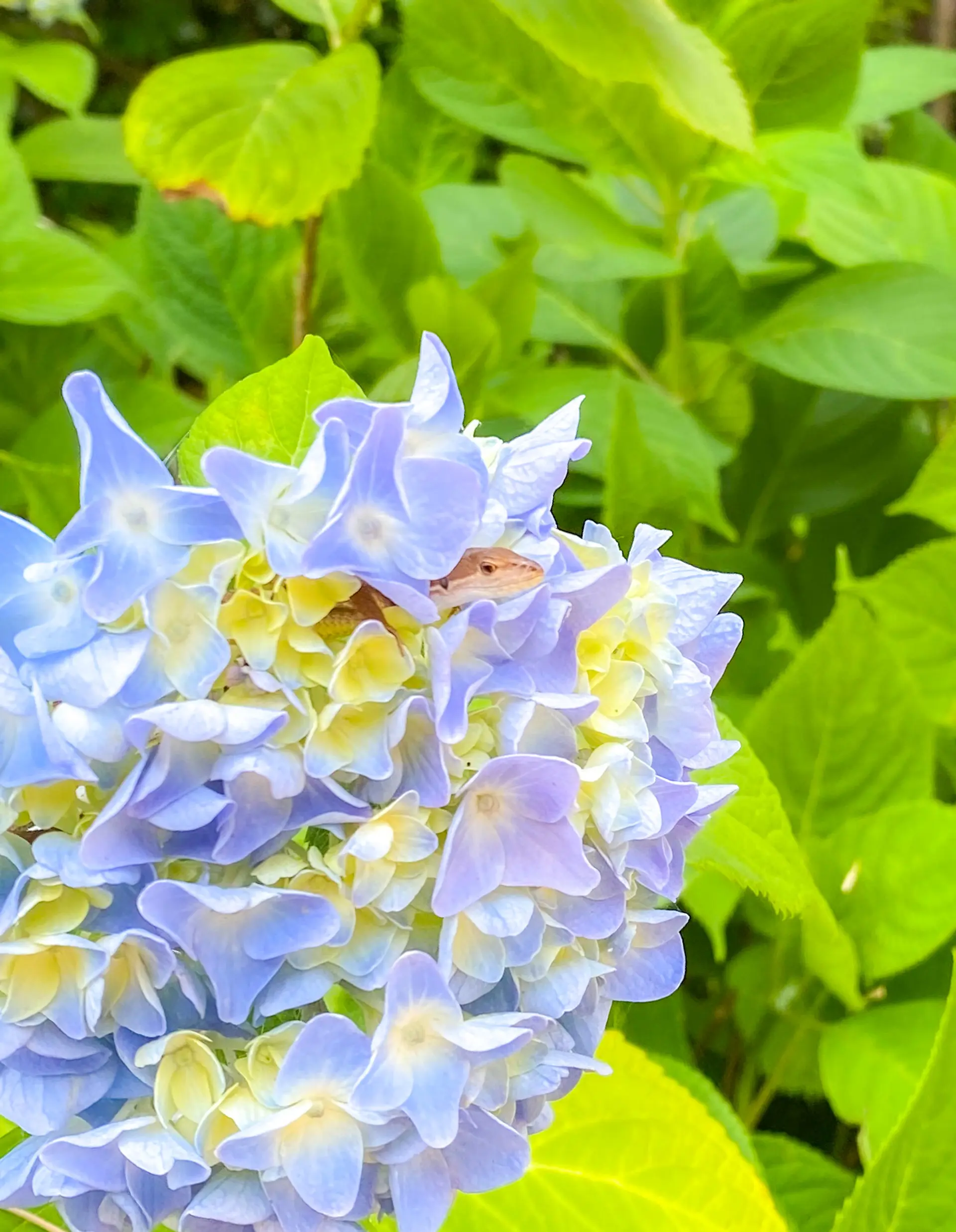 紫陽花でひと休みするカナヘビ