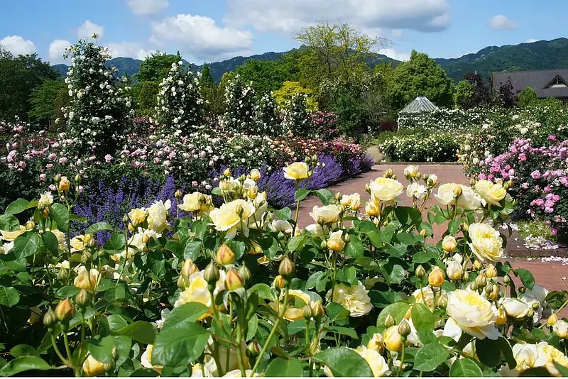 玫瑰花展～松阪農業公園貝爾農場（BellFarm）～