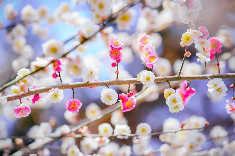 Célèbres sites de fleurs de prunier à Mie