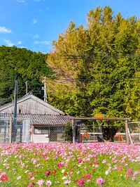 Jardin fleuri de Nagoyaka (ferme Itabuchi)