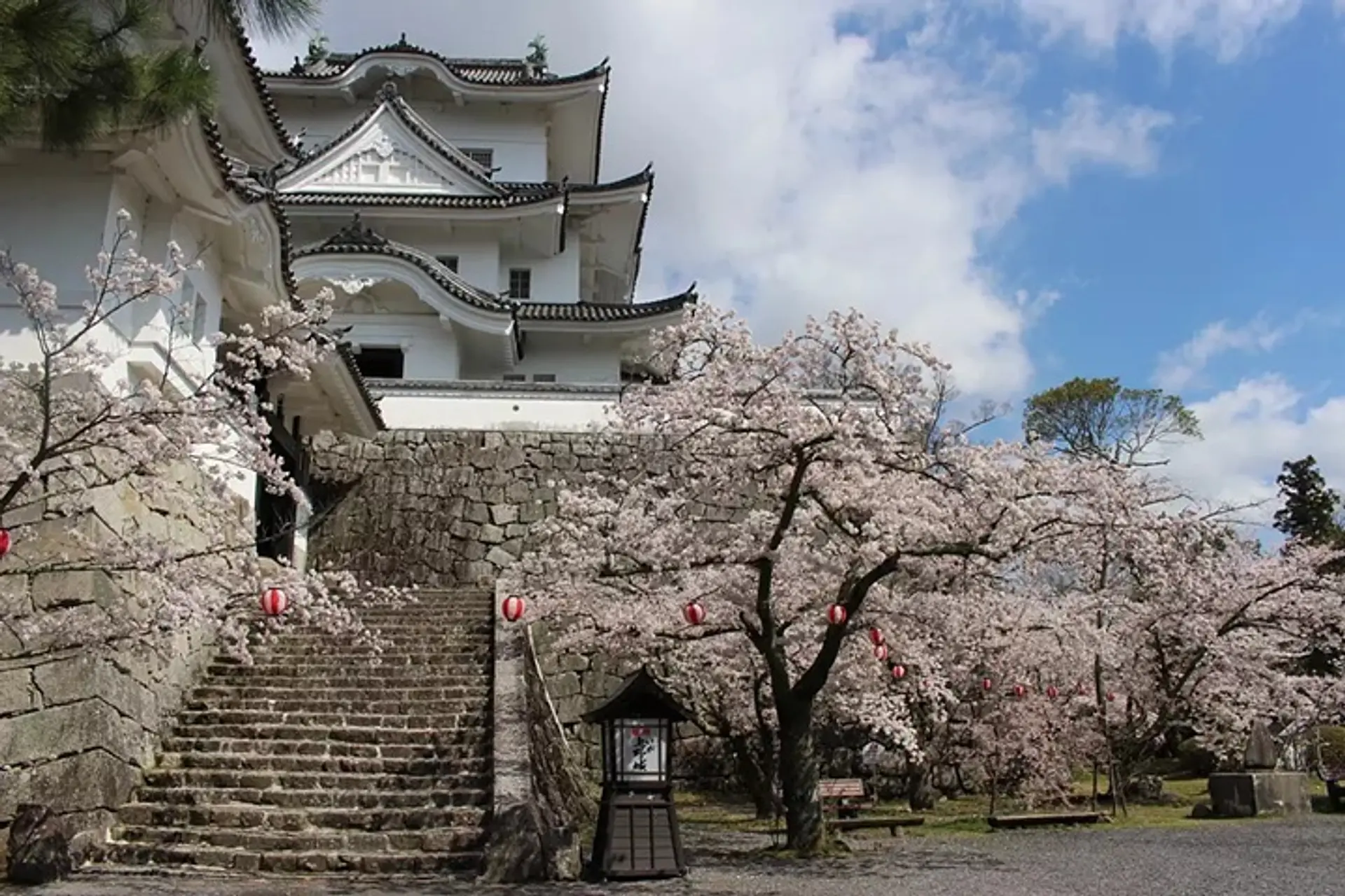 伊賀上野城の桜