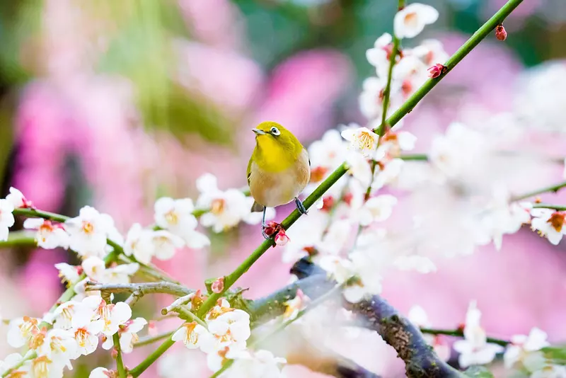 Fleurs de prunier au sanctuaire Yuki