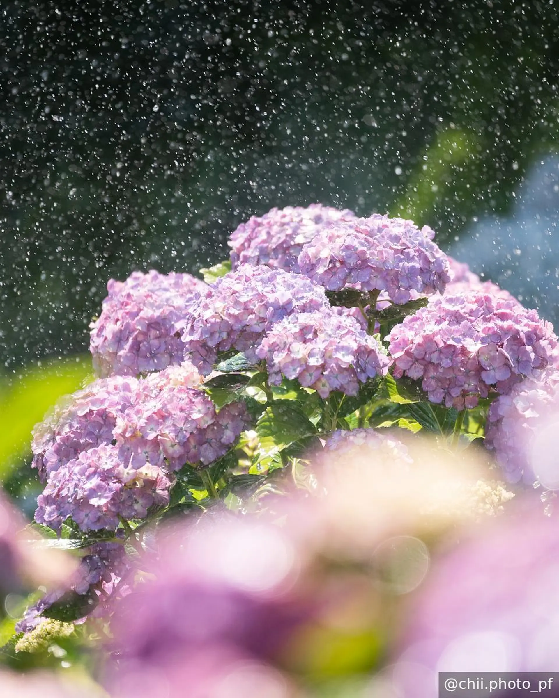 スプリンクラーの散水を浴びる紫陽花
