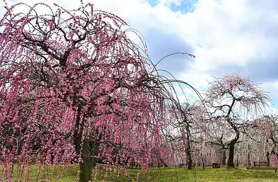 Kazahaya no Sato, a flower garden that combines welfare and the environment ~ Kappa no Furusato ~ 2024 Plum Festival (Blooming status, best time to see, and access information are also posted)