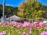 Jardín de flores de Nagoyaka (granja Itabuchi)