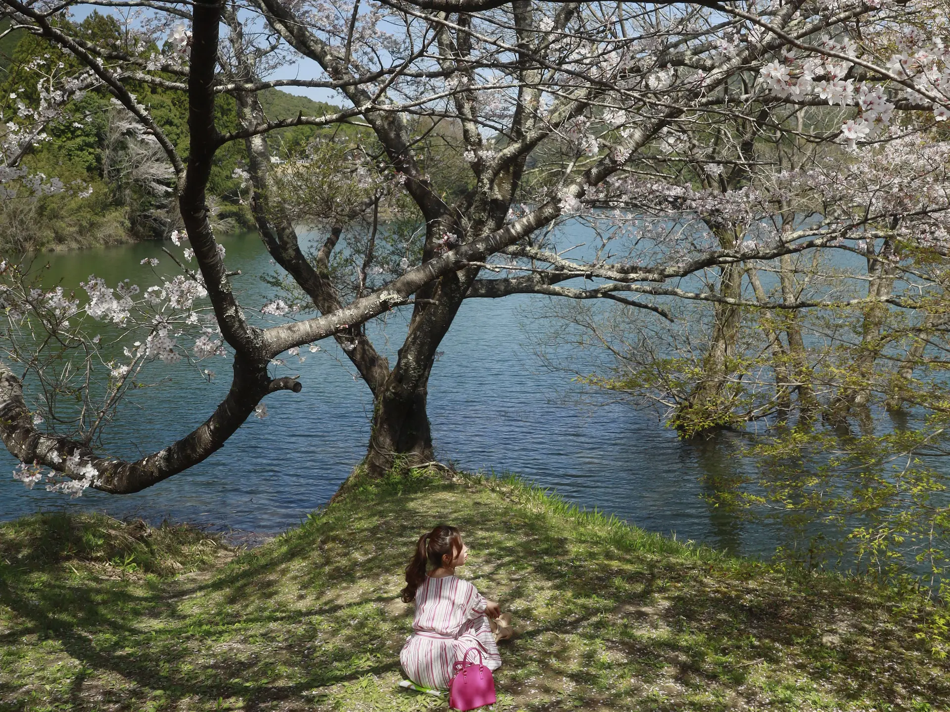 里桜 里桜」