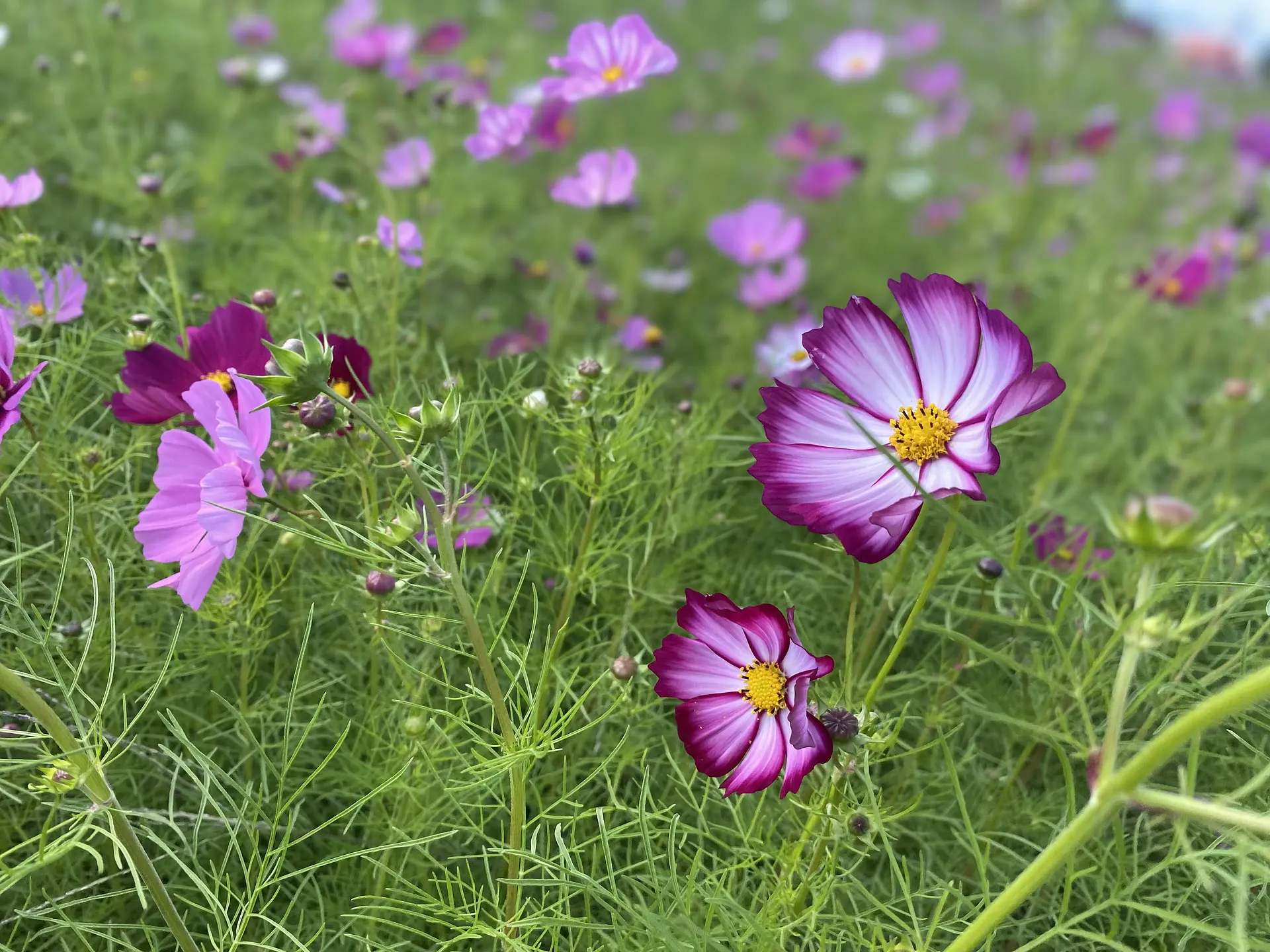 笠松町の休耕田のコスモス畑