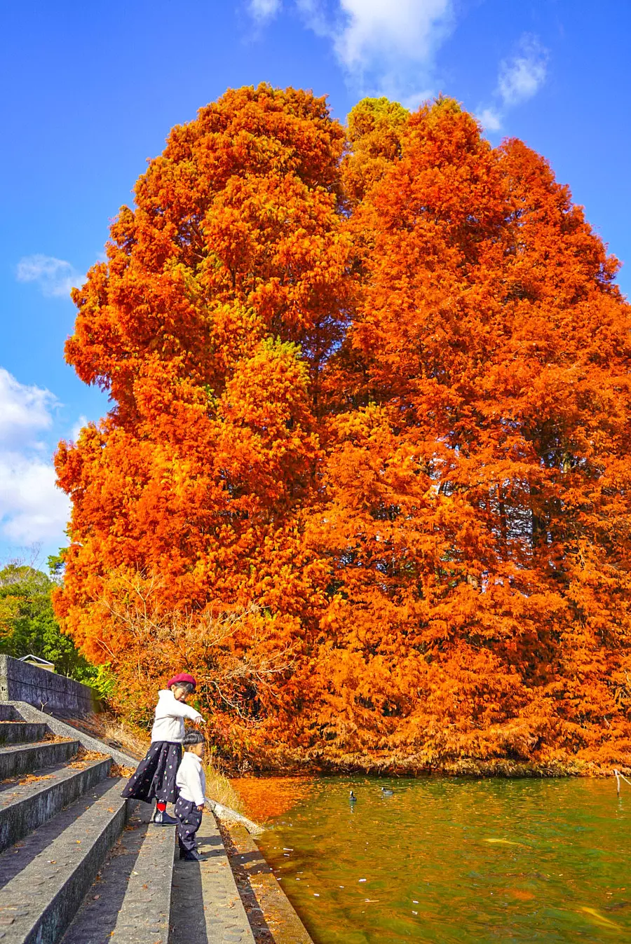 grand arbre avec des feuilles d'automne