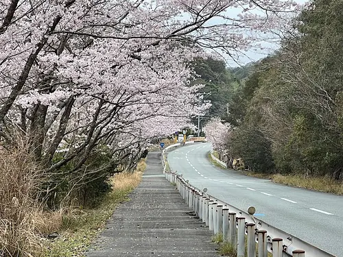 Fleurs de cerisier dans la ville de Minamiise (Michikata)