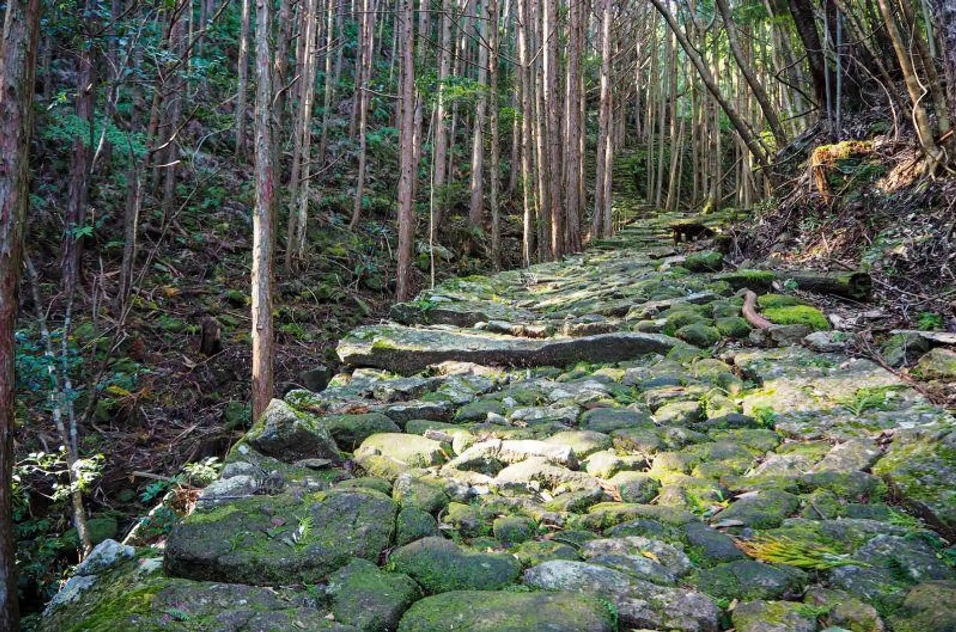 熊野古道 松本峠