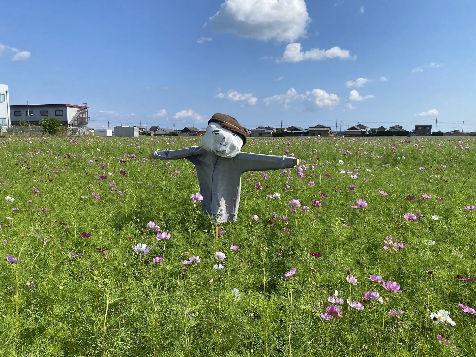笠松町の休耕田のコスモス畑