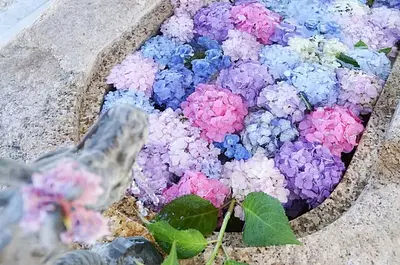 金井神社のキュンとくるデザインの御朱印や季節の花の花手水が魅力！キッチンカーもある！？いなべ市の金井神社を紹介します。