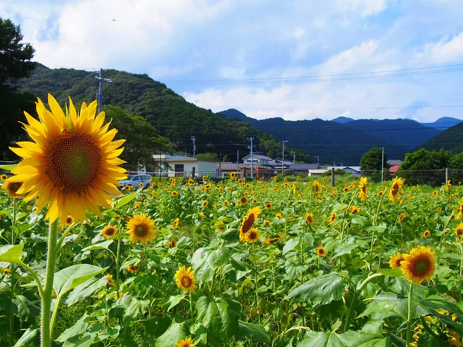 Jardin fleuri de Nagoyaka (ferme Itabuchi)
