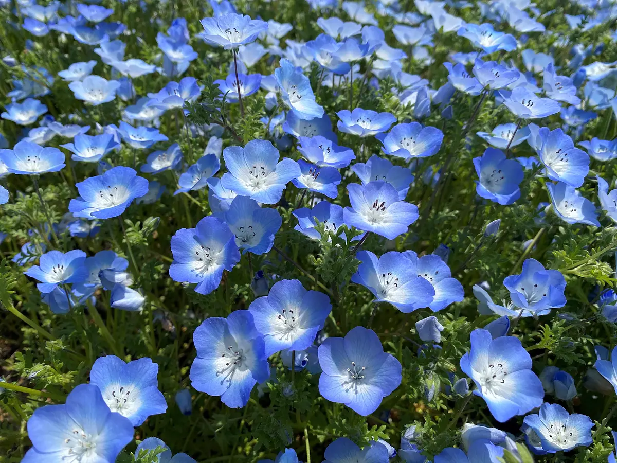 Nemophila en la granja turística ciudad de Shima